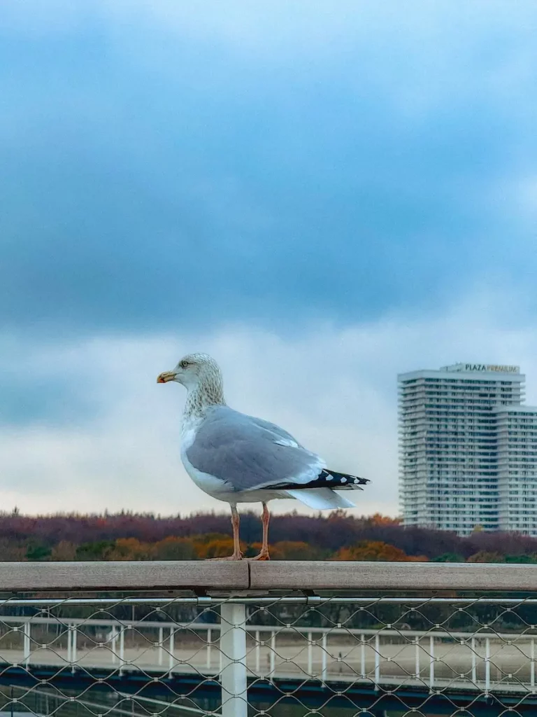 Eine Möwe mit dem Plaza Premium Hotel im Hintergrund